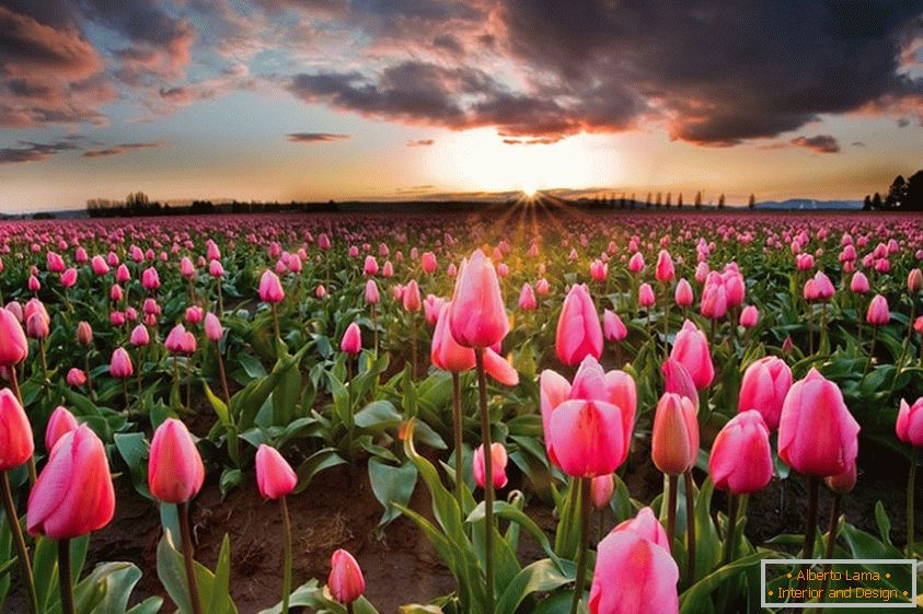 Proljetna cvjetna polja u Nizozemskoj