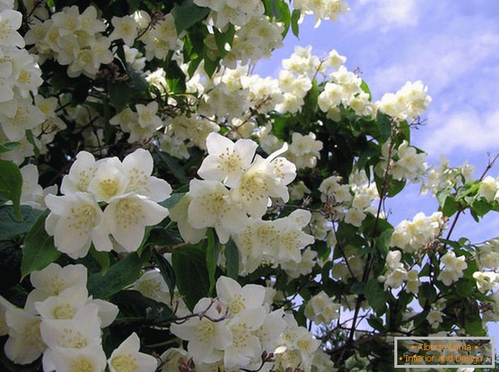 Jasmine je grm obitelji maslina s bijelim cvjetovima u obliku zvijezda. Indijska zemlja jasmina smatra se Arabijom i Istočnom Indijom.