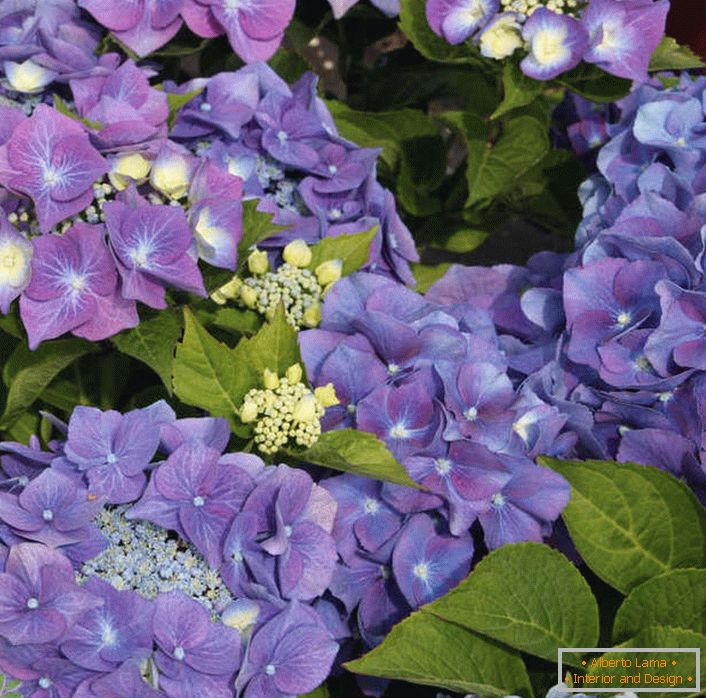 Violet velikih listova hortenzija će