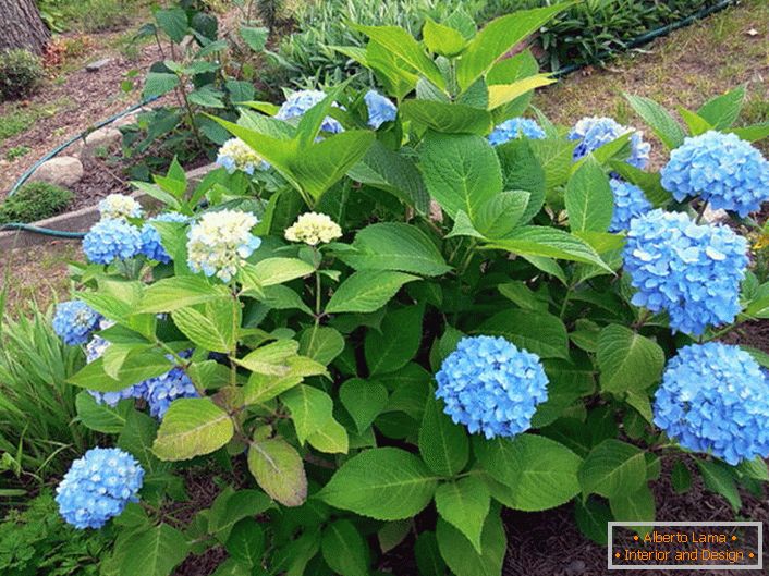 Hortenzija velika lišća Bloom Star s plavim cvjetovima.