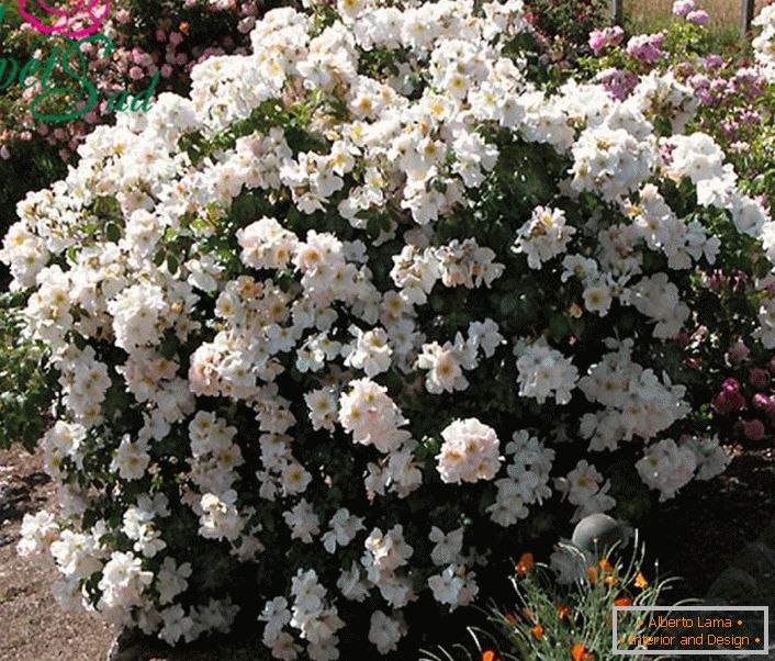 Mirisni grm bijele ruže je svojevrsna Sally Holmes.