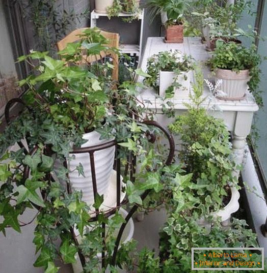 Mali vrt на маленьком балконе