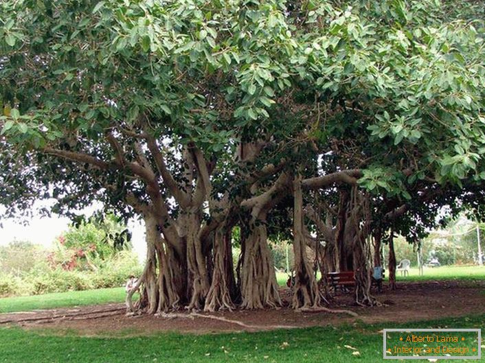 Bengalski ficus je stablo obitelji Tutov, raste u toplim zemljama Indije, Tajlanda, Šri Lanke, Bangladeša. Pod povoljnim uvjetima, ili umjetno, bengalski ficus dosegne ogromne dimenzije zbog opadajućih korijena zraka iz vodoravnih debla stabla. Korijeni se spuštaju, a ako ne iščupaju korijenje, daju stablo širenju. Opseg krune takvog stabla može doseći 600 metara.