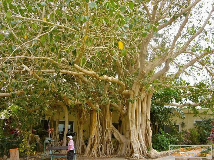 U Tajlandu, ficus se smatra svetim stablom i kao simbol je prikazan na rukama zemlje.