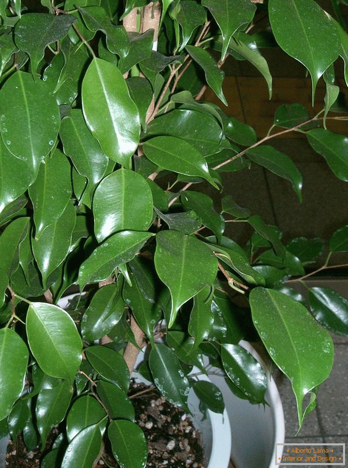 Ficus Benjamin. Treelike biljka iz koje ljubitelji pažljivo oblikuju bonsai (umjetnost rastućih patuljastih stabala za dekorativne svrhe).