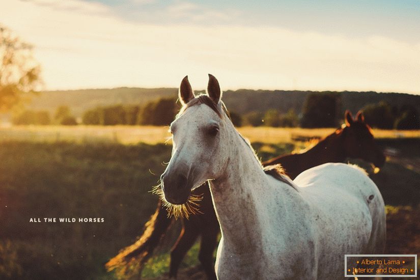 Fotografija konja