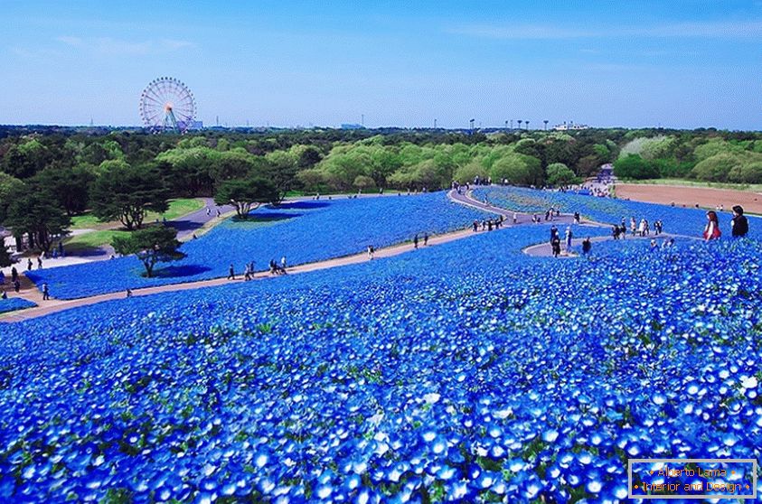 Fascinantno cvjetno polje u japanskom parku