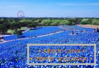 Hipnotička plava polja u parku Hitachi-Seaside, Japan