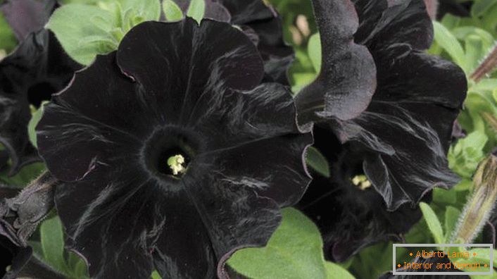Petunia aristokrata crne boje Crnog Veleta.