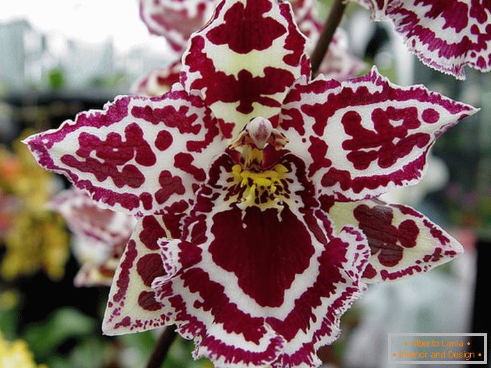 Ornamentalni orhideja