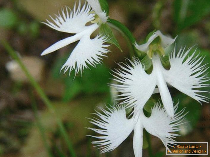 Iznenađujuće neobičan cvijet sličan bijeloj rodi. Orkide su japanski.