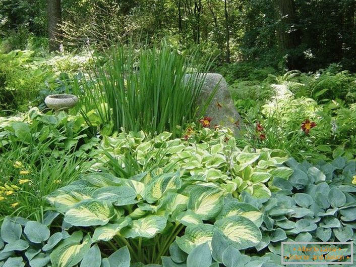 Sjenovit dio vrta s vrsnim izborom grmlja zadovoljit će s sočnim zelenim otoku i mirnim bojama cvijeća.