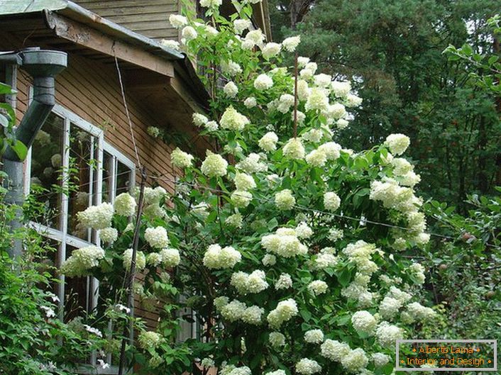 Veliki grm bijelih hortenzija na pozadini seoske kuće.