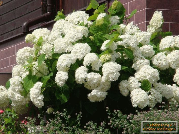 Ljetni stanovnici cijeniti hortenzija za bujno cvjetanje s velikim pupoljcima.