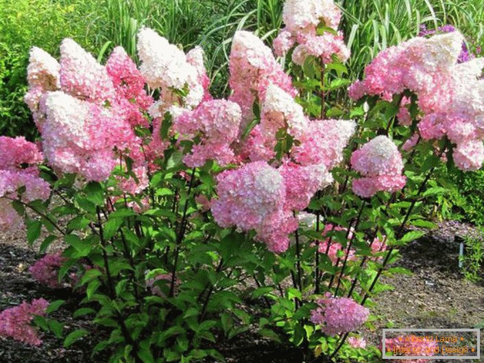 Ljetni stanovnici cijeniti hortenzija za bujno cvjetanje s velikim pupoljcima.