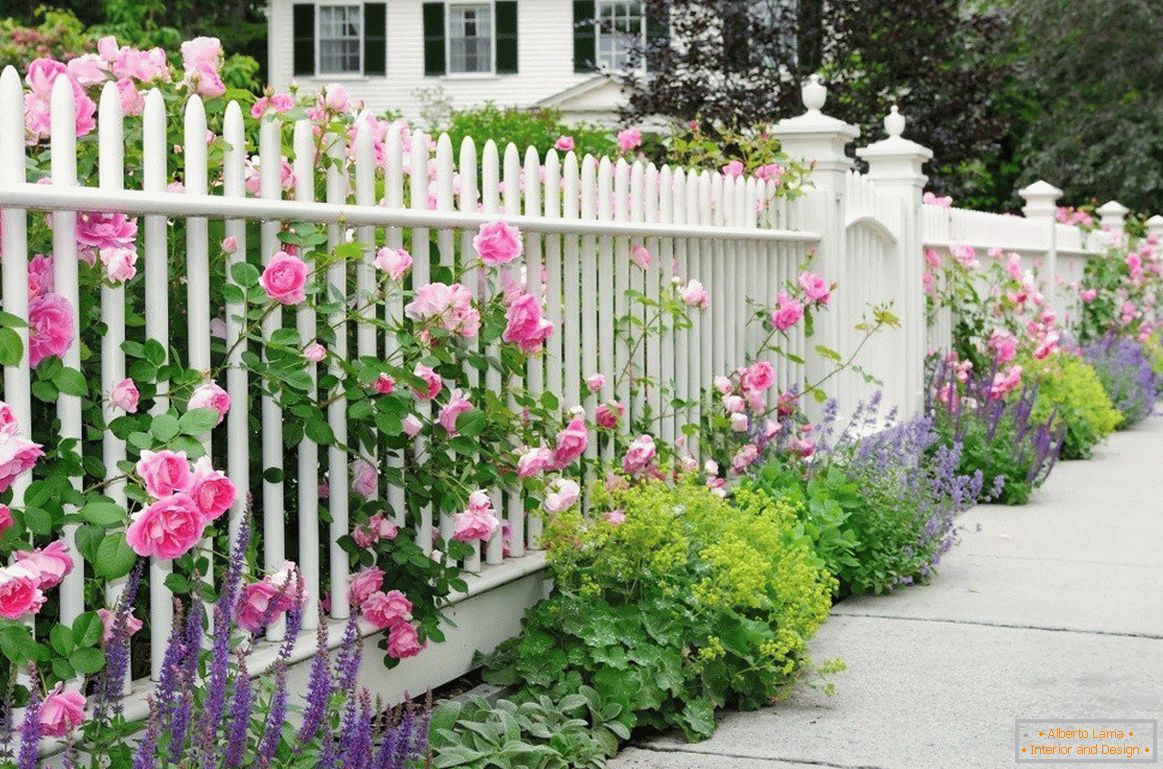 Bijela ograda s ružama