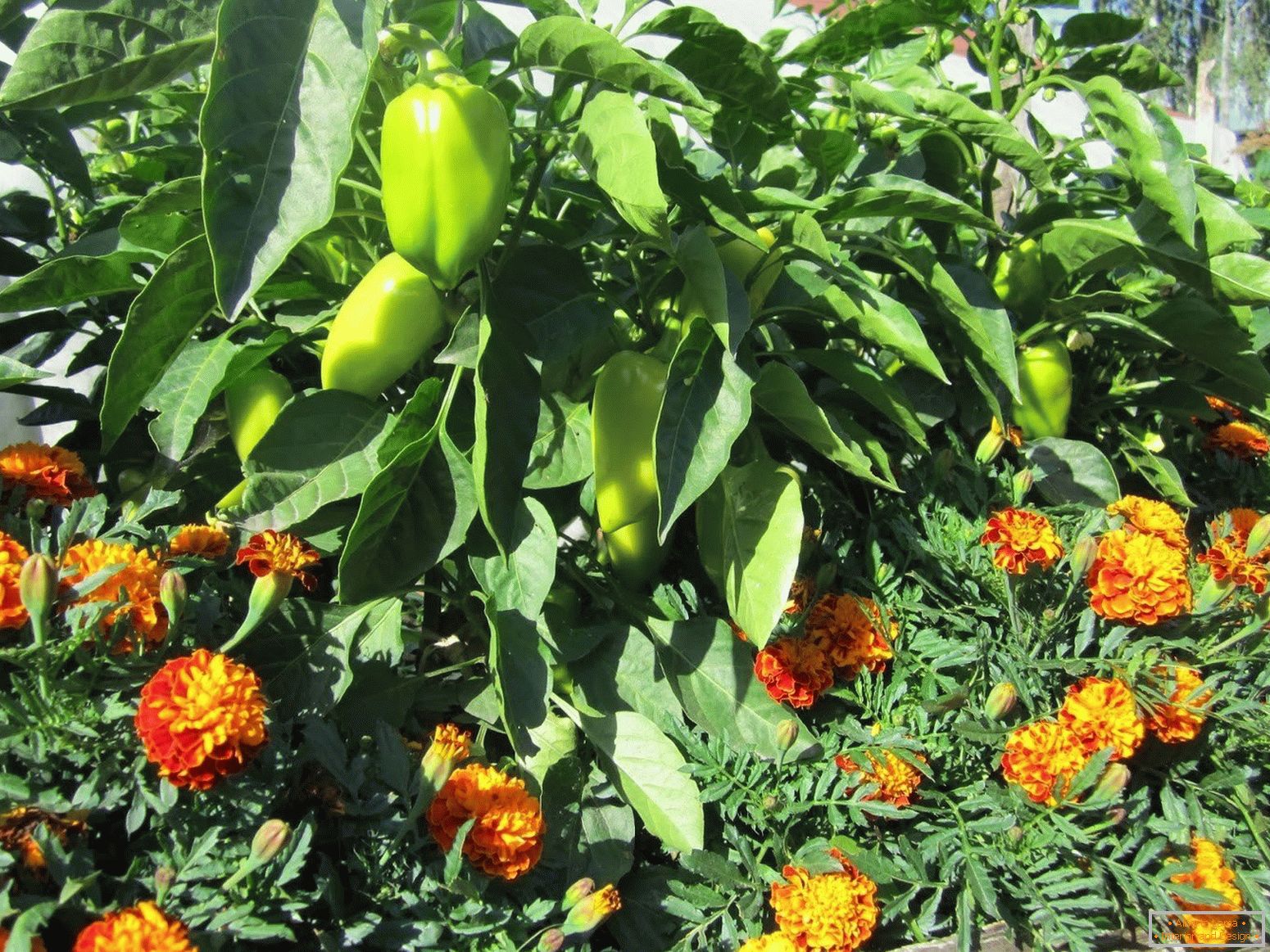 Marigolds štiti biljke od štetnika