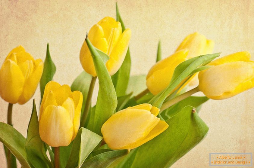 Buket žutih tulipana