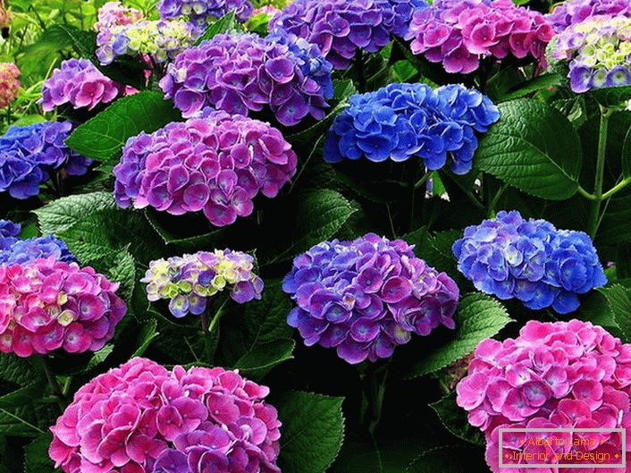 Višebojna cvjetnica hortenzija. Plava, ružičasta, ljubičasta cvijeta skladno se isprepliću jedni s drugima.