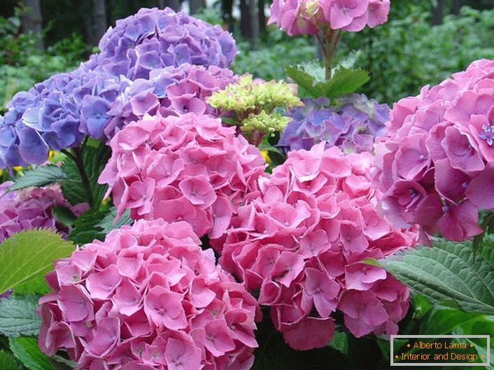 Blijedo ružičaste i blijedo purpurne cvjetnice su favorite među modernim vrtlara.