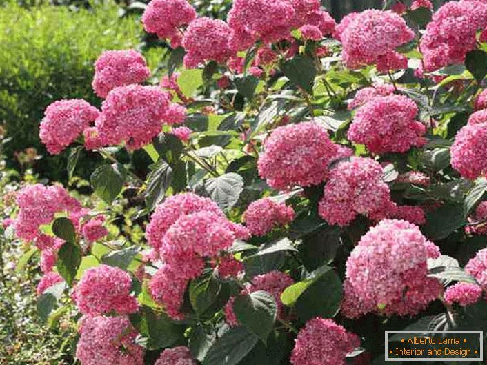 Svijetle cvjetove hortenzija drveće poput svijetle ružičaste boje.
