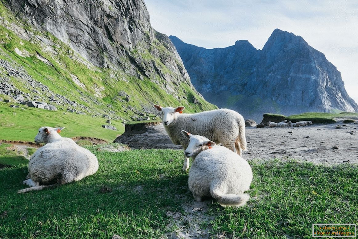 Krda ovaca u planinama Norveške