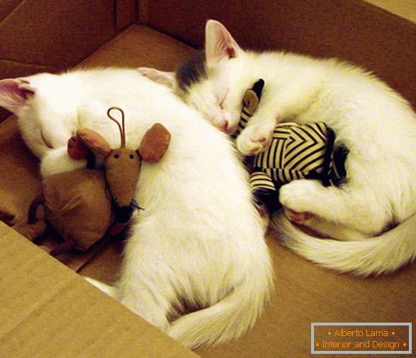 Dva spavaća mačića u zagrljaju s igračkama