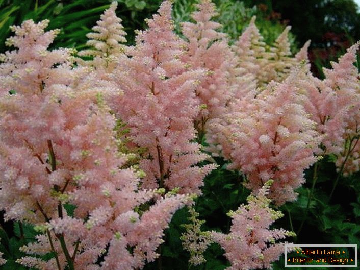 Pale pink astilba je elegantan cvijet. Lagani pupoljci razlikuju se od zelene pozadine.