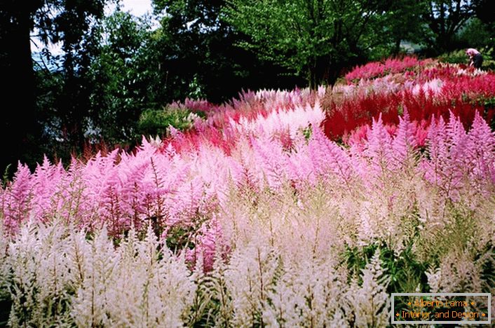 Cvjetovi bijele, ružičaste i svijetle crvene boje skladno se uklapaju u cjelokupnu sliku krajolika.