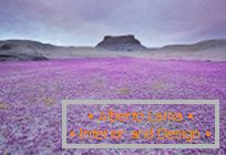Pustinje u Utahu, eksplodirale su u bojama