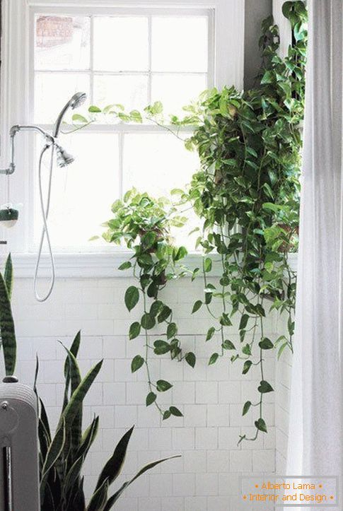 Biljke u dizajnu kupaonice