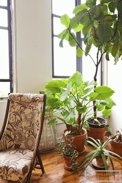 unutrašnji растения за креслом