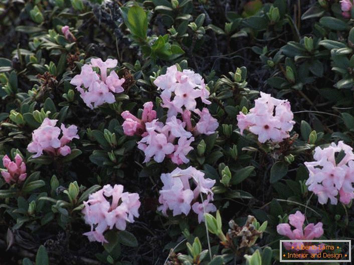 Cvjetni rododendron