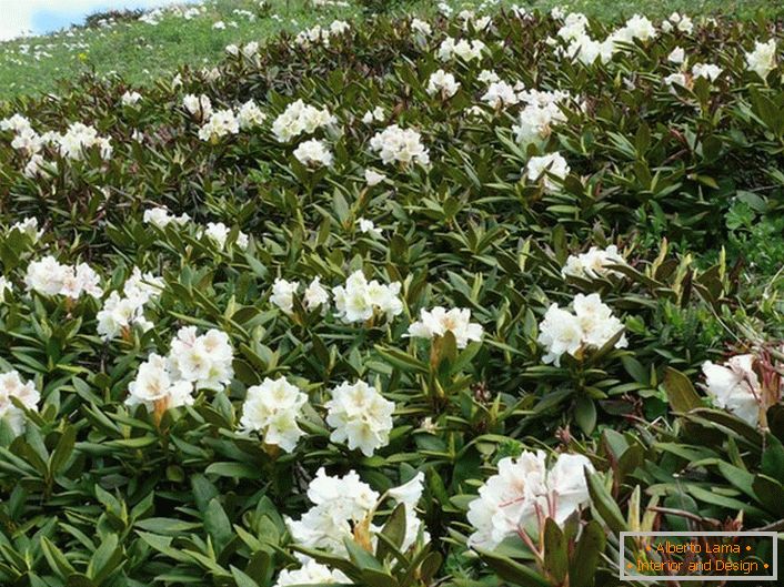 Rhododendron u Kavkazu