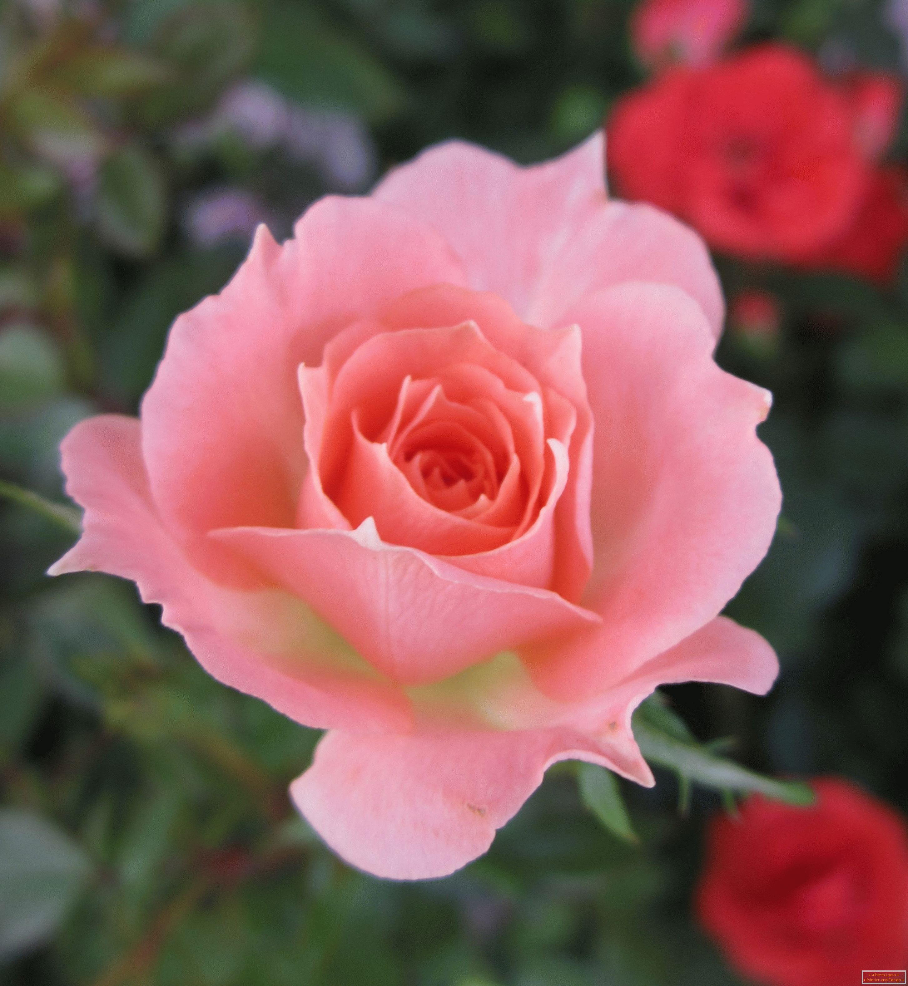 Ruža ružičaste boje u okruženju crvenog cvijeća