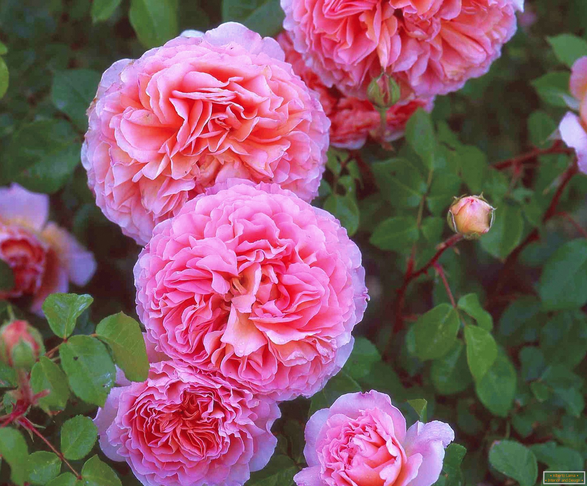 Dvostruke ružne ruže