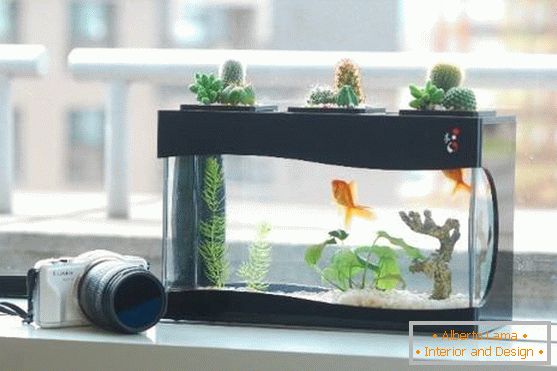 Kaktusi na akvariju