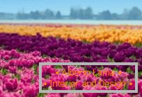 Tulipmanija ili šareni tulipanski polja u Nizozemskoj