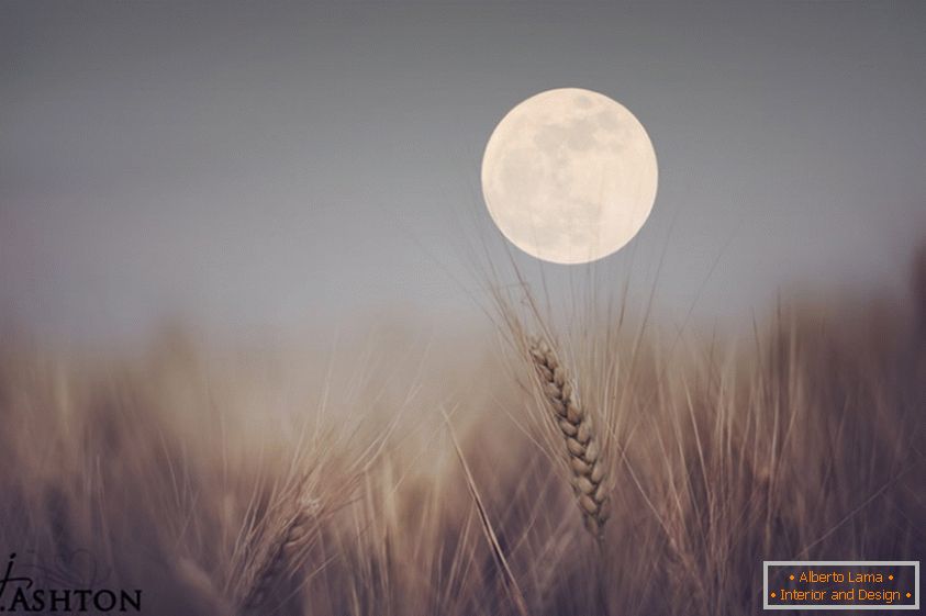 Mjesec u pozadini pšenice