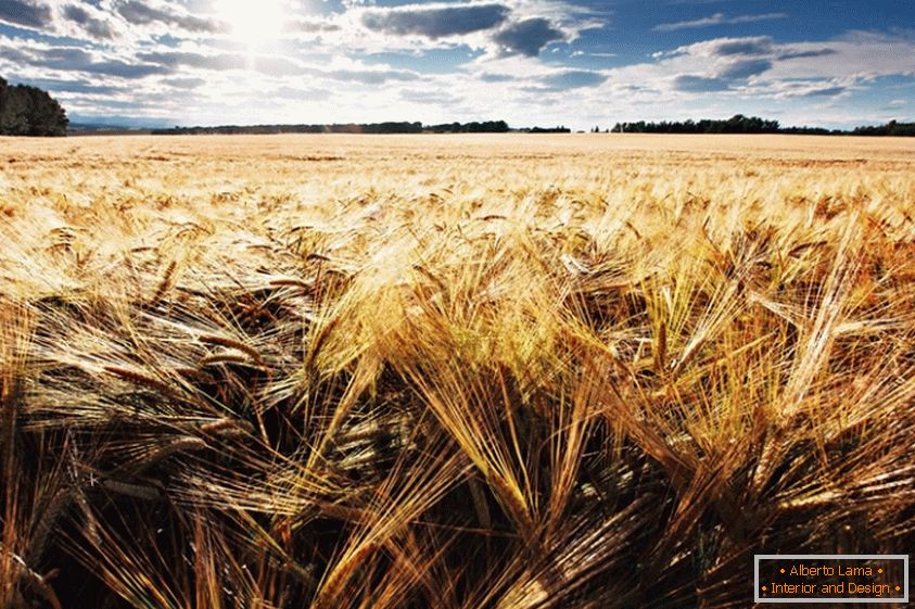 Polje pšenice, fotograf Jonathan Coe