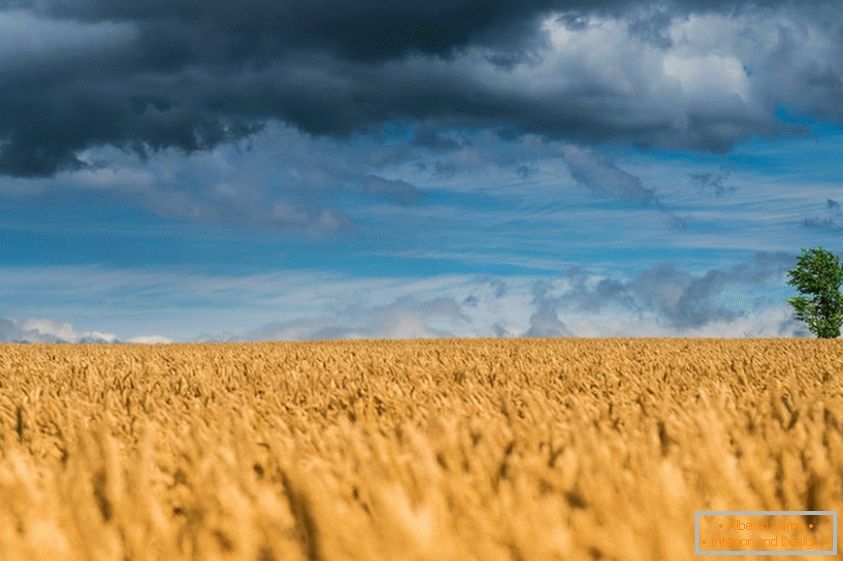 Prekrasne fotografije polja pšenice