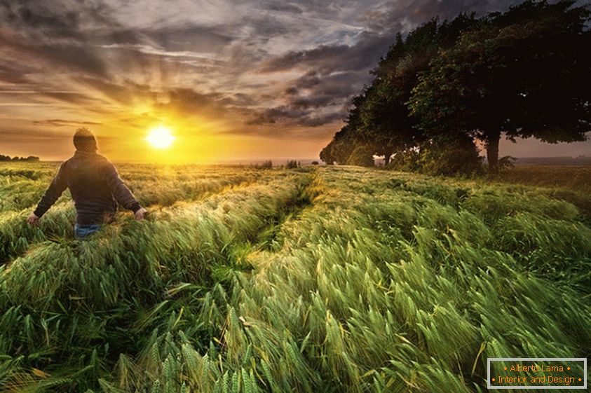 Čovjek u polju pšenice, fotograf Paul Wozniak