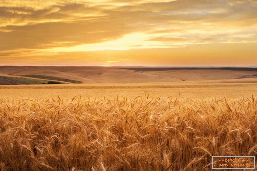 Zlatno pšenično polje od fotografa Brent Elsberry