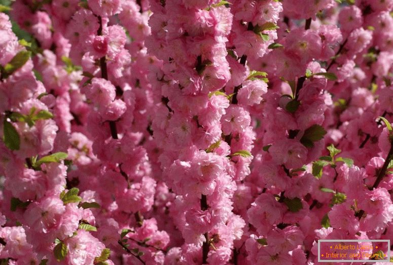 Bademi grmlja odnosi se na lijepo cvjetanje. Ružičasta pjena od trijemljeća od badema.