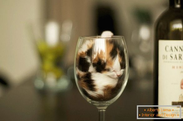 Mačića u čaši vina
