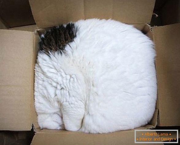 Mačka u kartonskoj kutiji