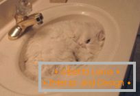 10 Dokaz da su mačke tekuće