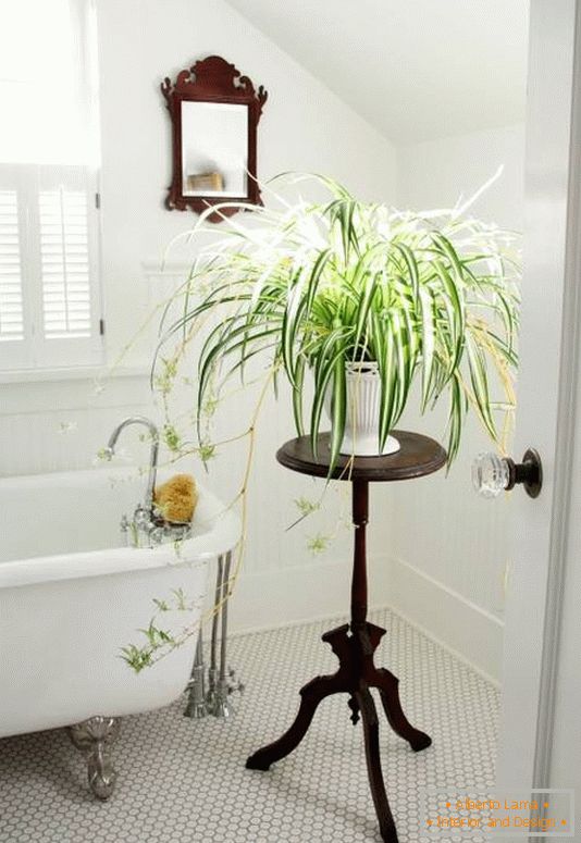 Dekoracija kupaonice s zatvorenim biljkama