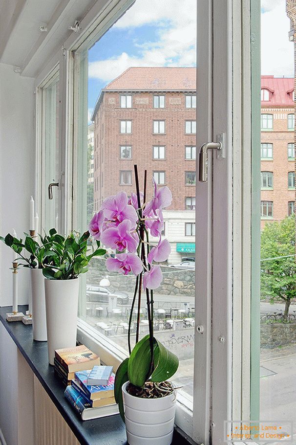 Cvijeće na prozoru