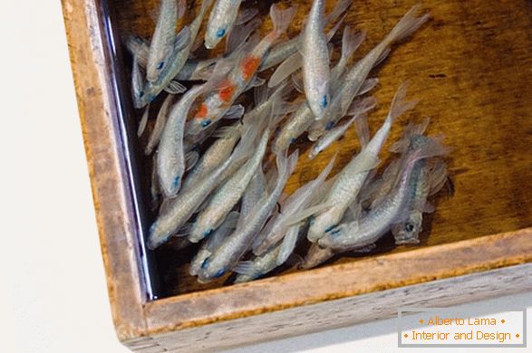 Neobične slike ribe iz umjetnika Riusuke Fakeori